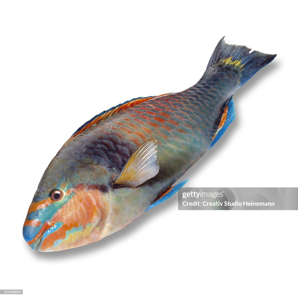 Parrotfish, elevated view