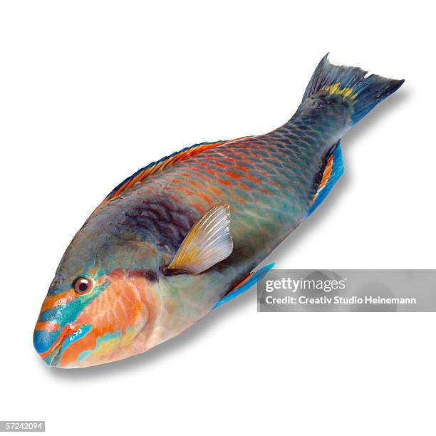 parrotfish, elevated view - scarus species stock pictures, royalty-free photos & images