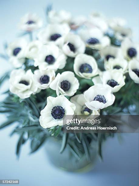 anemones, close-up - anemone flower arrangements stock pictures, royalty-free photos & images