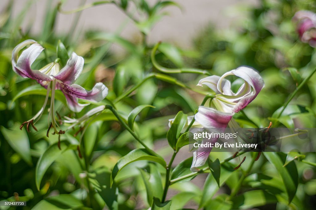 Stargazer Lilies
