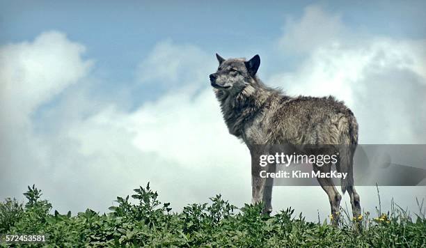 Timber Wolf High-Res Stock Photo