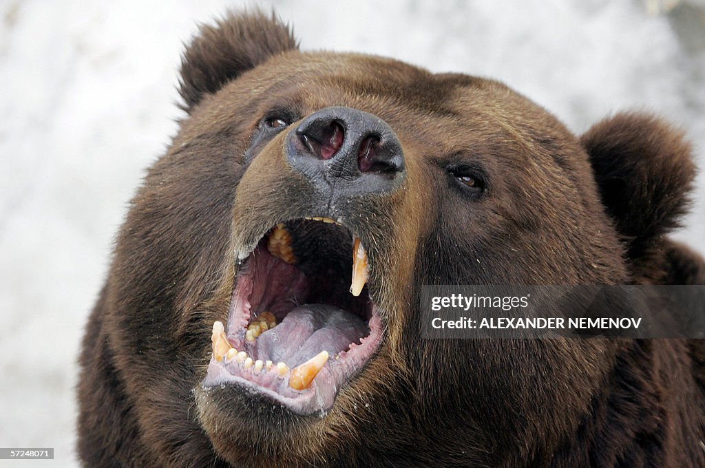 The Kamchatka brown bear named Mikhailo