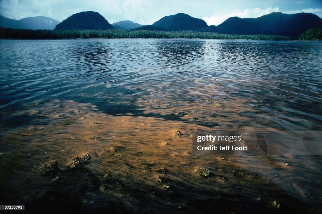 Red tide algae blooms and discolors patches of the ocean water.