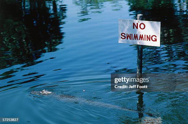 american alligator swims next to no swimming sign. alligator mississippiensis. florida, north america. - alligator mississippiensis stock pictures, royalty-free photos & images