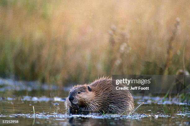 beaver stands in water while eating willows. castor canadensis. grand teton national park, wyoming. - kanadischer biber stock-fotos und bilder