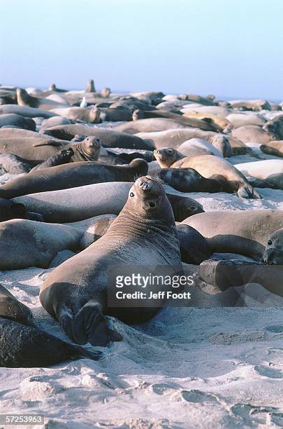 elephant seals lie along the shore. mirounga angustirostris. channel islands national park, california. - elephant seal stock pictures, royalty-free photos & images