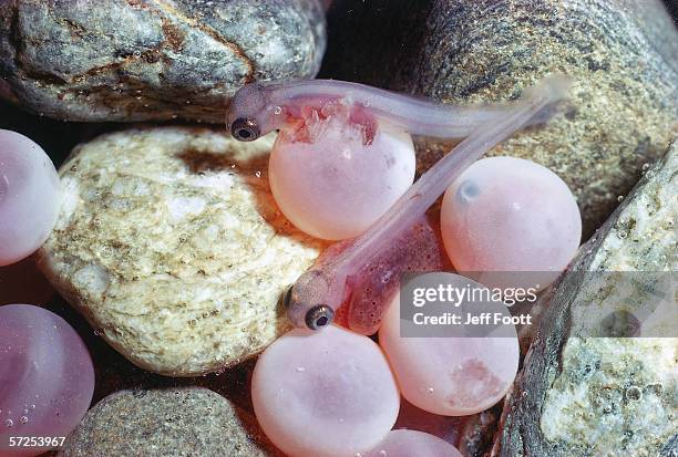 detail of sockeye salmon eggs hatching. oncorhynchus nerka. - schlüpfen stock-fotos und bilder
