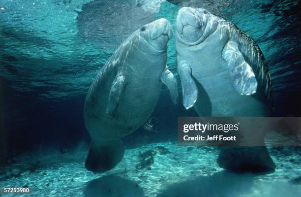 Florida Manatee Photos And Premium High Res Pictures Getty Images florida-manatee-photos-and-premium-high-res-pictures-getty-images