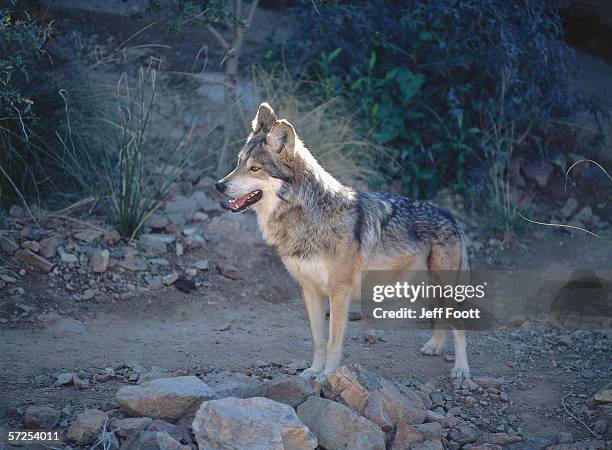 mexican wolf stands on rock. canis lupus-baileyi. - lobo 個照片及圖片檔