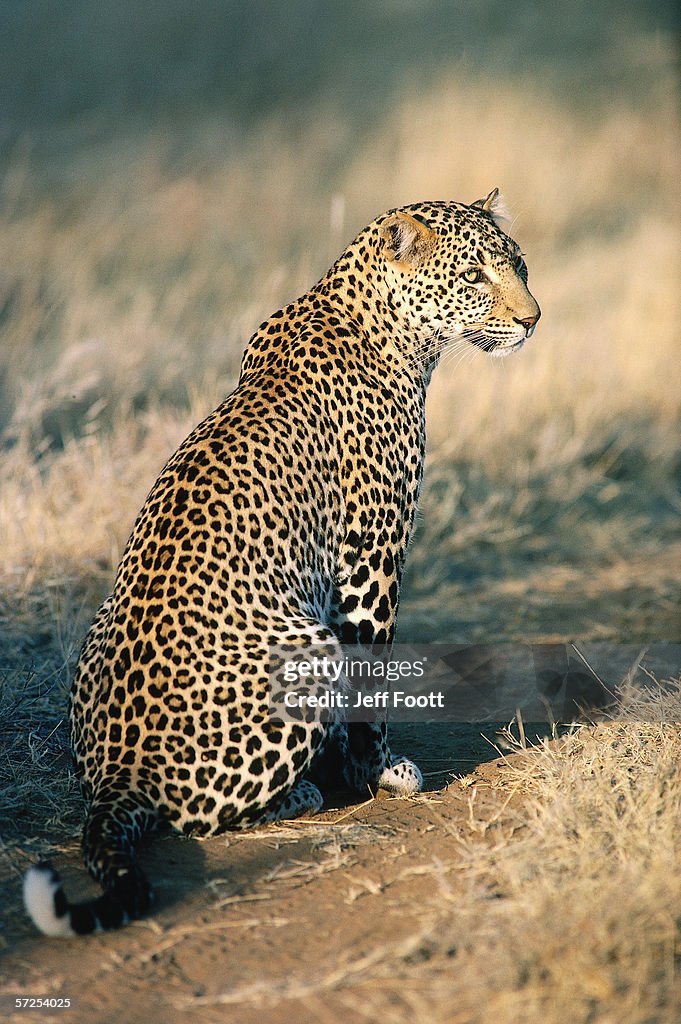 Profile of sitting leopard. Panthera pardus. Samburu Game Reserve, Kenya, Africa.