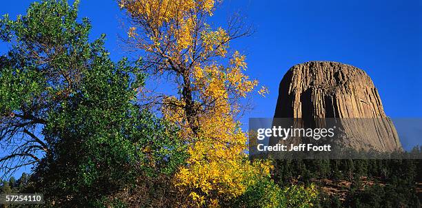 green ash trees grow in view of devil's tower in autumn. fraxinnus pennsylvanica.  devils tower national monument, wyoming. - devils tower stock pictures, royalty-free photos & images