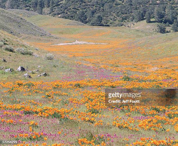 hills frame field of california poppy and owls clover. eschscholzia californica and castilleja exserta. antelope valley poppy reserve, mojave desert, california, north america. - antelope valley poppy reserve stock pictures, royalty-free photos & images