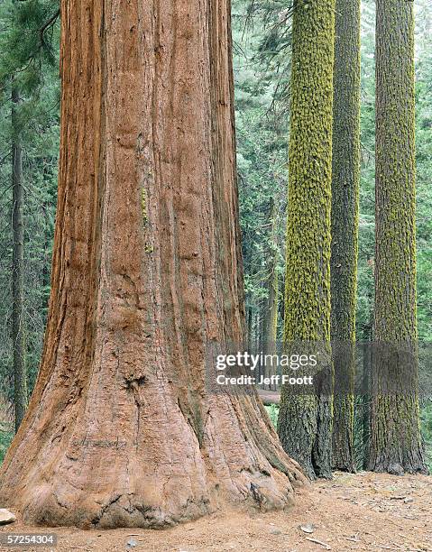 detail of giant sequoia trunk next to red fir trees. tuolumne grove, yosemite national park, california, north america. - california red fir stock pictures, royalty-free photos & images