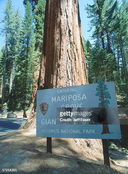 sign at entrance of giant sequoia grove. mariposa grove, yosemite national park, california, north america. - マリポサグローブ ストックフォトと画像
