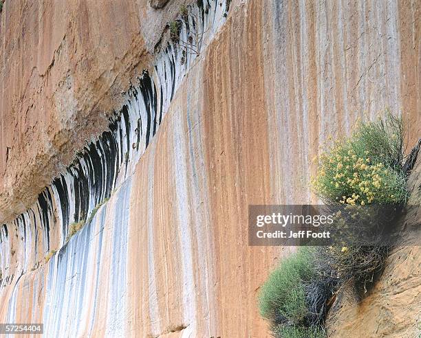 detail of water stains on canyon wall with rabbitbrush growing in crevice during fall. zion national park, utah. - rabbit brush stock pictures, royalty-free photos & images
