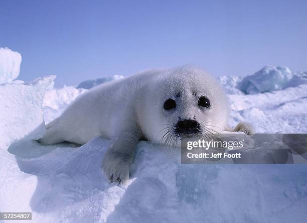 harp seal pup. phoca groenlandica. gulf of st. lawrence, canada. - harp seal stock pictures, royalty-free photos & images