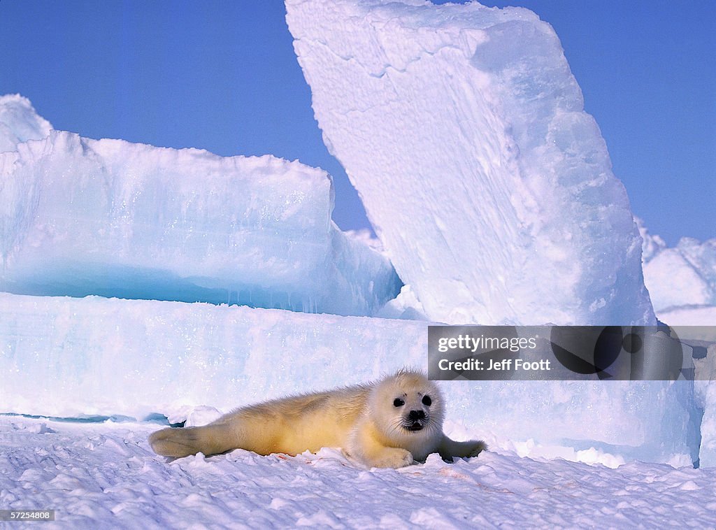 Newborn harp seal pup. Phoca groenlandica. Gulf of St. Lawrence, Canada.