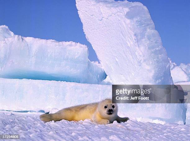 newborn harp seal pup. phoca groenlandica. gulf of st. lawrence, canada. - harp seal stock pictures, royalty-free photos & images