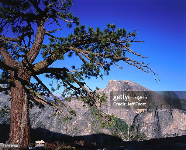 scenic view of half dome and jeffrey pine as seen from the north dome. half dome, north dome, yosemite national park, california. - pinus jeffreyi stock pictures, royalty-free photos & images