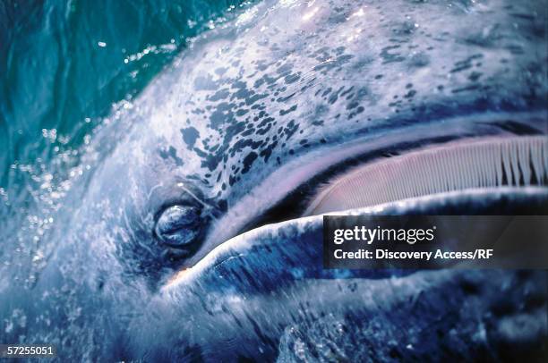 detail of a gray whale showing baleen. eschrichtius robustus. san ignacio lagoon, baja california, mexico. - baleen whale stock pictures, royalty-free photos & images