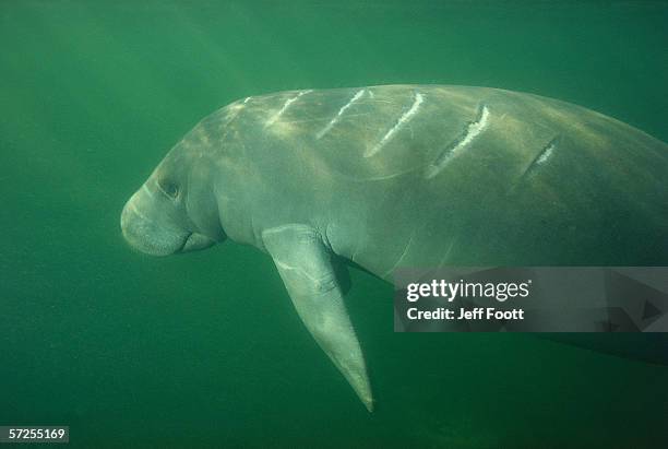 underwater manatee with scars from boat propeller. trichechus manatus. crystal river, florida. - floridamanat bildbanksfoton och bilder