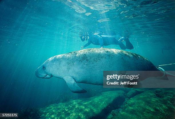 underwater detail of manatee and diver beneath surface. trichechus manatus. crystal river, florida. - crystal river florida stock-fotos und bilder