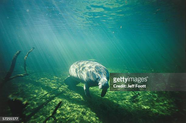 underwater shot of manatee swimming along bottom of river. blue springs state park, florida. - manatee stock-fotos und bilder