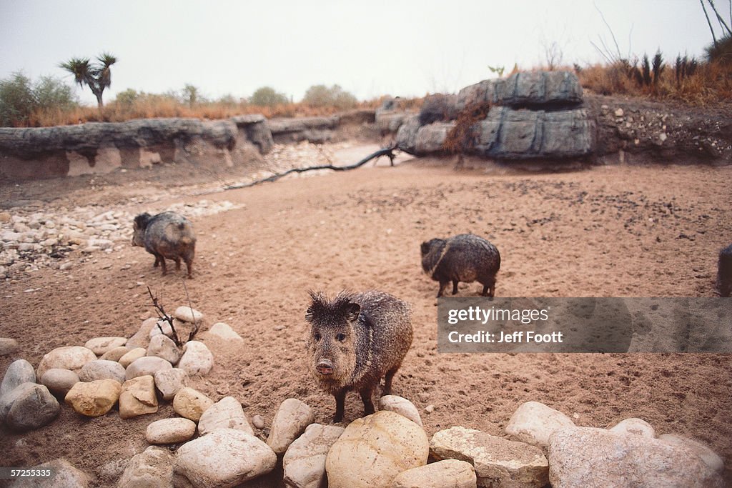A group of collared peccary/javelina walk the beach. Dicotyles tajacu.