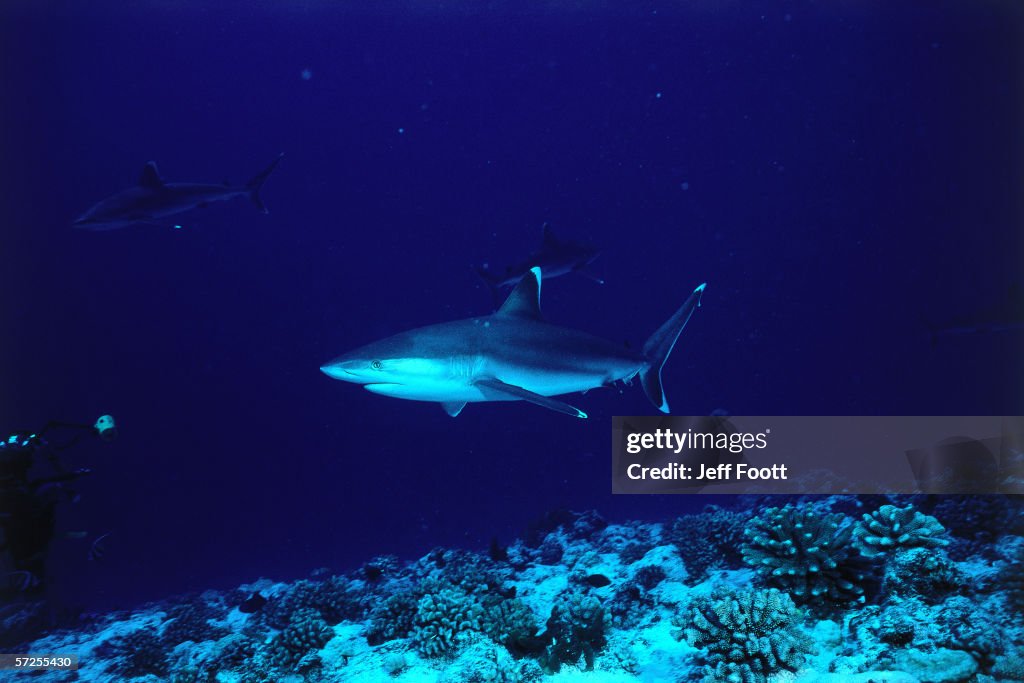 A silvertip shark swims in water. Carcharhinus algimarginatus. Rangiroa, French Polynesia.