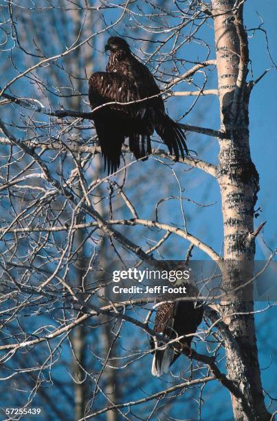 young and adult bald eagles are perched on a tree. haliaeetus leucocephalus. chilkat river, alaska, north america. - rio chilkat imagens e fotografias de stock