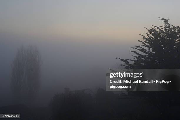 Pog Tree Pog Photos and Premium High Res Pictures - Getty Images