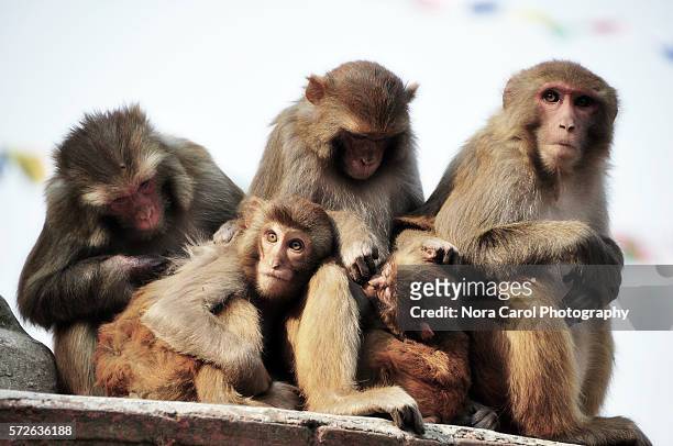 grooming rhesus macaque monkeys in kathmandu nepal - rhesus macaque stock pictures, royalty-free photos & images