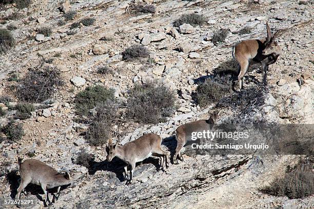 four spanish ibex on a mountainside - mamífero ungulado fotografías e imágenes de stock