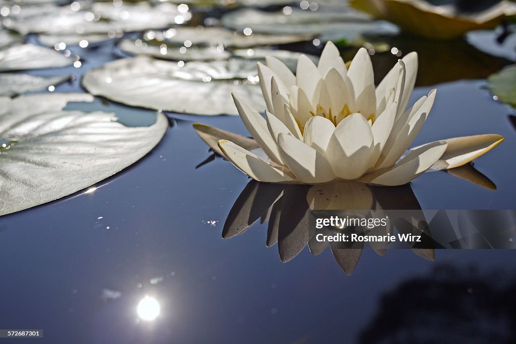 White water lily