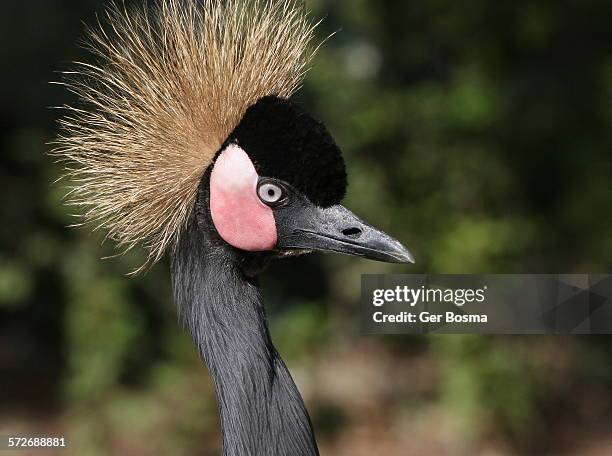 black crowned crane portrait - grulla coronada fotografías e imágenes de stock