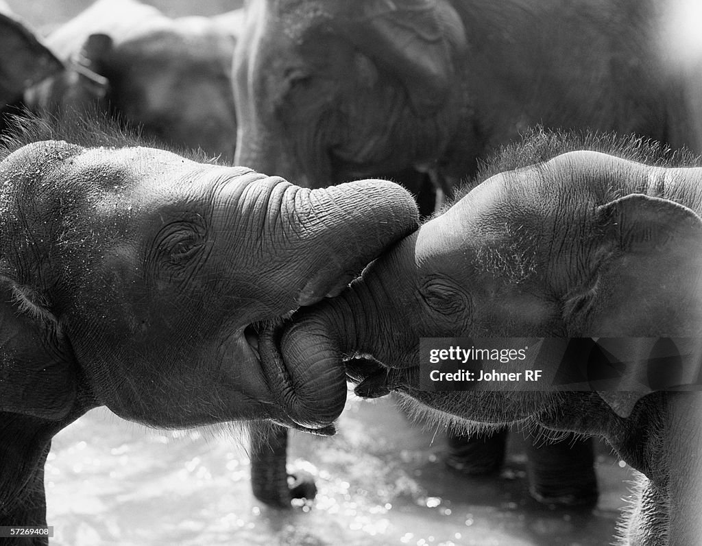 Two baby elephants playing in a lake (B&W).