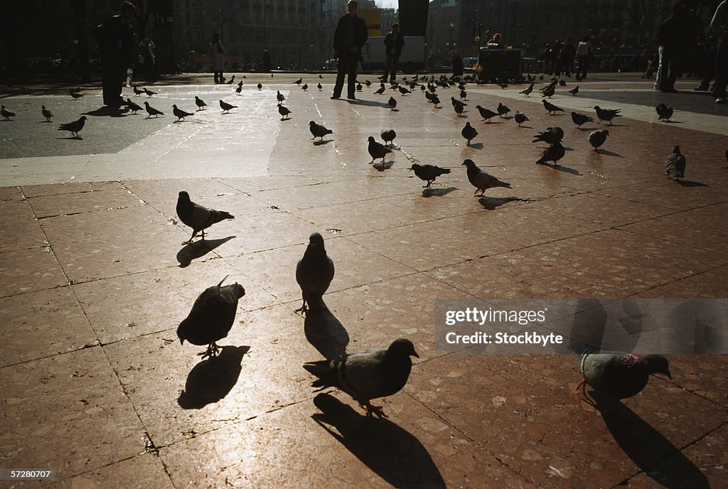 Flock of pigeons on the ground in Barcelona