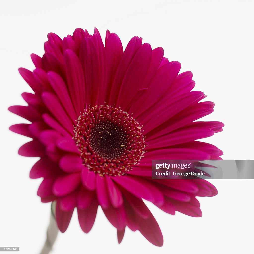 Close-up of a gerbera