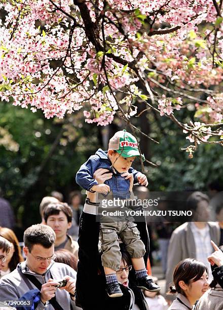 Little boy is raised as his father carries him on his shoulders to look at cherry blossoms at Tokyo's Ueno park, 09 April 2006. Millions of people...
