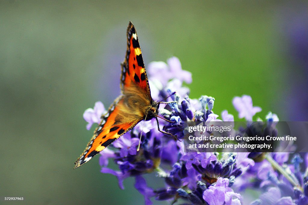 Small Tortoiseshell Butterfly