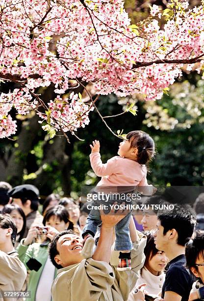 Little girl, carried by her father, extends her hand to touch cherry blossom at Tokyo's Ueno park, 09 April 2006. Millions of people enjoy admiring...