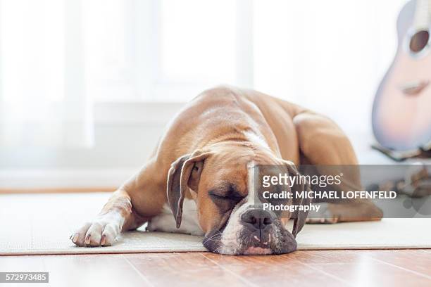 boxer puppy sleeping on the floor - boxer hund bildbanksfoton och bilder