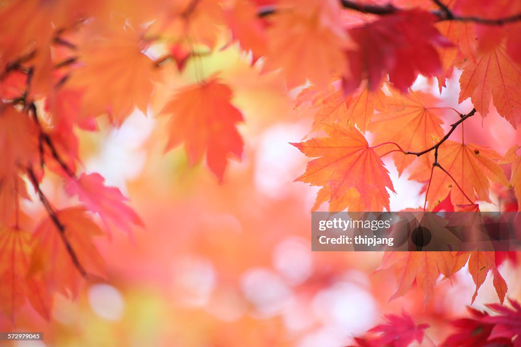 Close-Up Of Red Maple Leaves