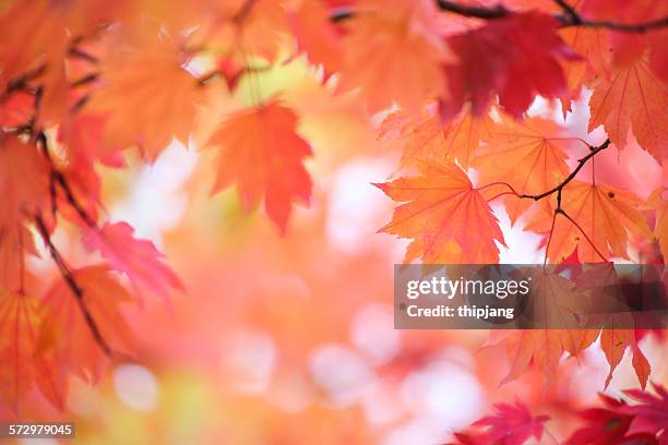 Close-Up Of Red Maple Leaves