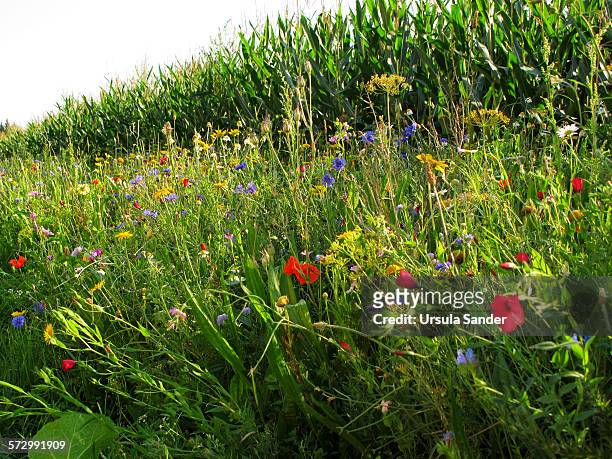 wildflower meadow on the edge of the field - fellbach bildbanksfoton och bilder