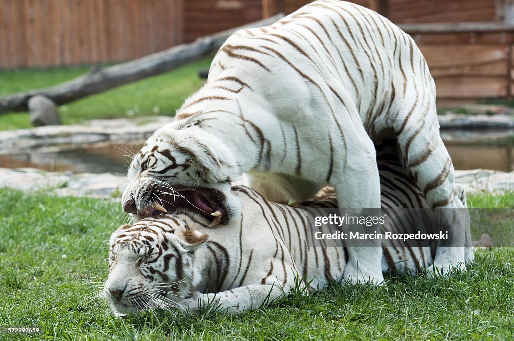 Mating white Bengal tigers in captivity