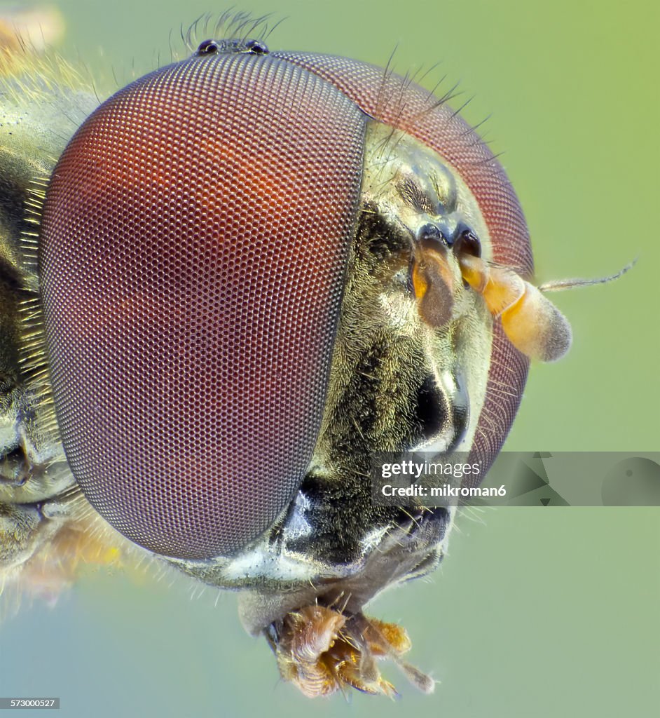 Fly Insect Head Fly Head High-Res Stock Photo - Getty Images