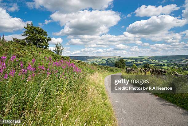 willowherb beside a country lane in summer - fireweed stock pictures, royalty-free photos & images