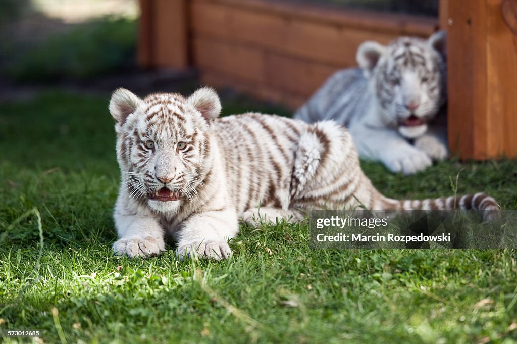 White Bengal tiger