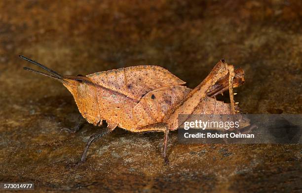 colpolopha sp. - lubber grasshopper stock pictures, royalty-free photos & images